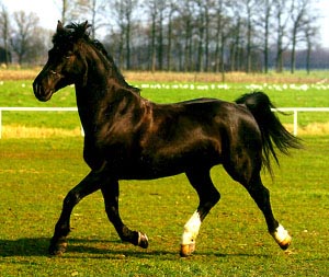 GRONINGEN